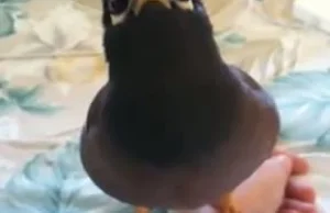 Myna Bird