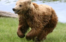 Małopolska: niedźwiedź biegał po wsi Krempachy