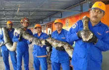W Malezji znaleziono ogromnego pytona, to prawdopodobnie najdłuższy pyton jaki..