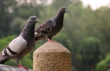 Jak skutecznie odstraszać gołębie?