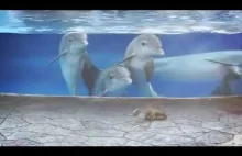 Delfiny zafascynowane wiewiórkami