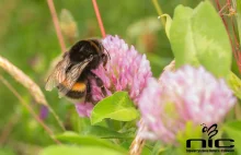 Ile gatunków pszczół w Polsce zagrożonych jest wyginięciem? Pomóż w badaniach