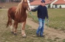 Woźnica popił, ale i koń pójdzie siedzieć ;-)