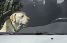 Wycieńczony pies w nagrzanym samochodzie. Uratowali go policjanci