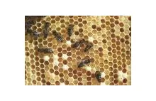 Pszczoły pomogą leczyć prostatę