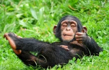 Małpa kontroluje wirtualną dłoń za pomocą mózgu! [wideo]