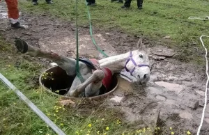 Koński dramat i akcja ratunkowa