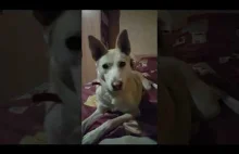 Śpiewająca i słodka Lejdi - Husky singing Jingle Bells