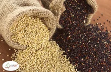 Quinoa – co musisz wiedzieć, zanim sięgniesz po komosę ryżową