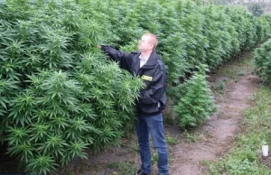 Ogromna plantacja marihuany pod Toruniem. Policjanci wchodzili jak w las