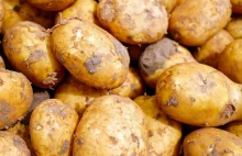 Pierwsze w sezonie ziemniaki w Szwecji sprzedane za 80,000 koron