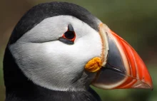 Wyspy Farne.