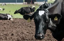 Genetycznie modyfikowane krowy produkują ludzkie mleko [ENG]