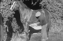 Horsepower moc w koniach mechanicznych film z (1937)