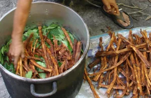 Spożywanie napoju ayahuasca wywołuje odczucia podobne do doświadczenia śmierci