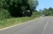 Słoń próbuje wywrócić przejeżdżające auto w Zimbabwe