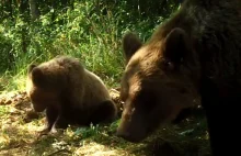 BIESZCZADY. Niedźwiadki wróciły do leśnictwa Polanki (zobacz VIDEO