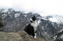 Kot-przewodnik, który ratuje turystów w Alpach