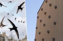 Budki dla jerzyków na bloku w Warszawie. Te ptaki to największy wróg KOMARÓW