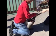 Dwóch mężczyzn pomaga oswobodzić dziób pelikanowi