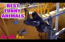 Śmieszne filmy zwierząt śmiesznego zwierząt