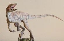 Dinozaur wielkości indyka