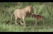 Młody lew ściga, a później ratuje małą antylopę przed lwicą.
