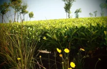 Herbaciane królestwo na Sri Lance
