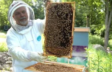 Pszczoły giną na potęgę - jakie są przyczyny?