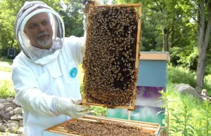 Pszczoły giną na potęgę - jakie są przyczyny?