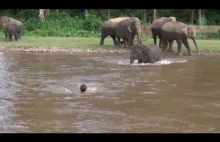 Słoń rusza na pomoc człowiekowi.