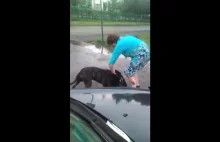 Pitbull atakuje innego psa