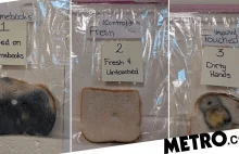 Nauczycielka przeprowadza eksperyment z chlebem i jego dotykaniem aby pokazać
