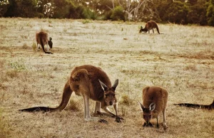 Jak zwiedzać Australię będąc w Europie?