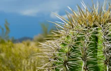 Zwyczajne kaktusy mogą pomóc w budowie ogniw paliwowych.