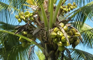 Olej kokosowy nie jest zdrowszy od masła i smalcu.