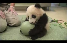 Mała panda uwielbia zabawę swoją zieloną piłką.