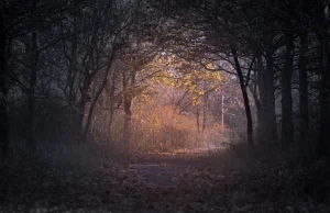 Przypadkiem nagrał jak bar wyrzuca śmieci na jego działkę. Będzie pozew...