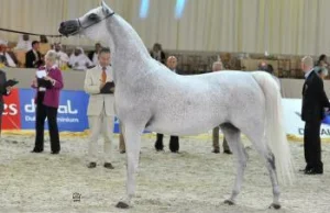 Konie w Janowie mają aukcję, klacz Emira sprzedana za 2 300 000...