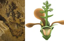 Odkryto najstarsze rośliny kwiatowe, Nanjinganthus żył 174 miliony lat temu!!!