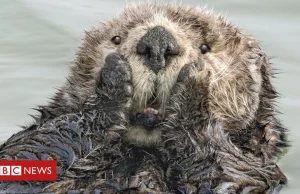 Finaliści konkursu the Comedy Wildlife Photography Awards 2019.