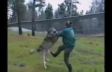 Kobieta walczy z wilkiem