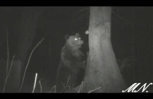 Polski niedźwiedź złapany na ptasią foto-pułapkę
