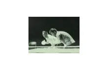 Bruce Lee - nunczaku ping pong