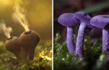 The Mystical World Of Mushrooms Captured In Photos