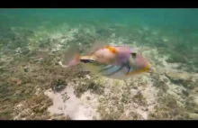 Zdenerwowana rybka atakuje nagrywającego