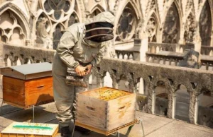 To niezwykłe... pasieka z Notre Dame przetrwała pożar - Dobre Wiadomości