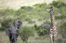 Bez człowieka cały świat byłby jak Serengeti