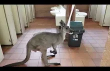 Kangur podjada papierowe ręczniki w publicznej toalecie
