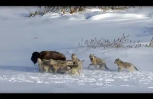Stado wilków poluje na bizona